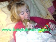 LOVELY BABY FACE CAPUCHIN MONKEYS FOR ADOPTION