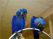  	  Very Gorgeous male and female(Macaw Parrots for Great home) 