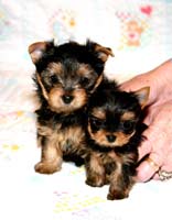Yorkshire Terrier For Adoption