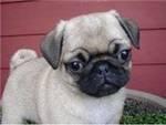 THREE CUTE PUG PUPPIES IN NEED OF A LOVING HOME